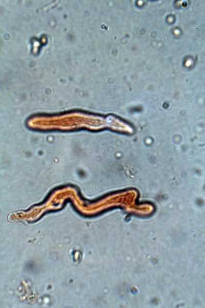 Corticium meridioroseum ?